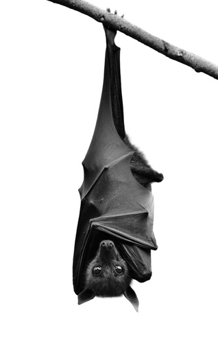 Murciélago vampiro: características