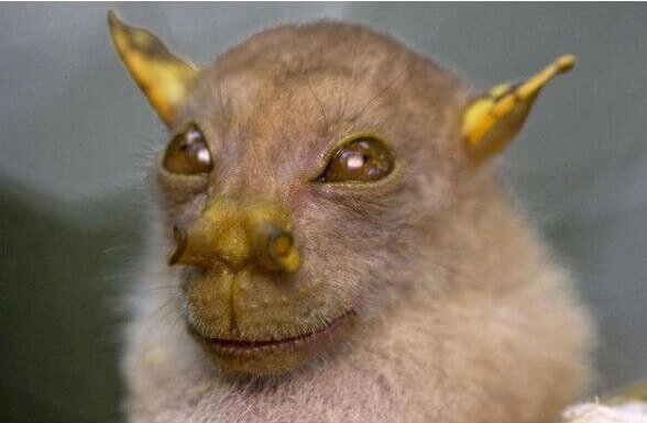 Murciélago Yoda: características
