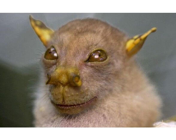 Murciélago Yoda: características