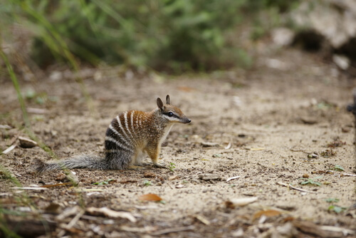 Numbat: hábitat