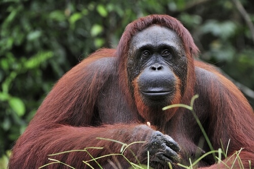 Orangután de Borneo: características