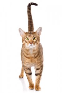 Gato Serengeti, un minino de aspecto salvaje