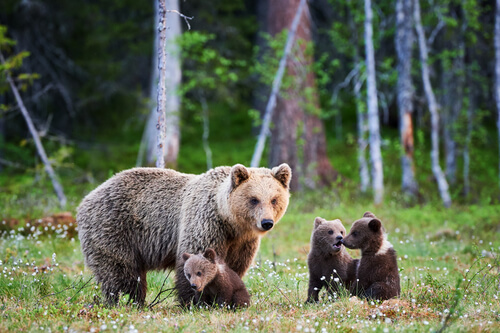 Oso grizzly: Yellowstone