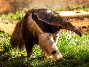 Animales que comen hormigas: los mirmecófagos