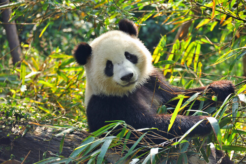 Oso panda: cambio climático