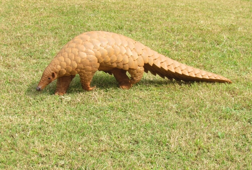 Pangolín: curiosidades