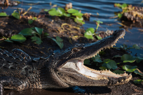 Parque Nacional Everglades