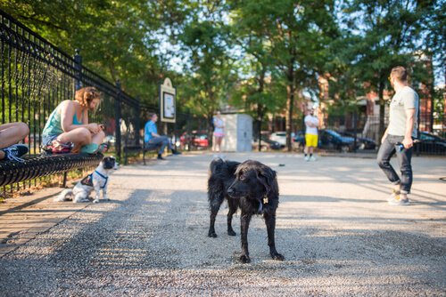 Parque para perros