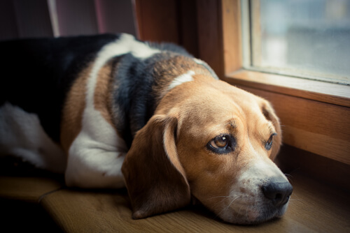 Perro con estrés: qué hacer