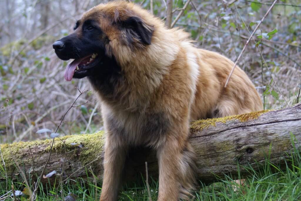 Perro de montaña de la Sierra de la Estrela: comportamiento