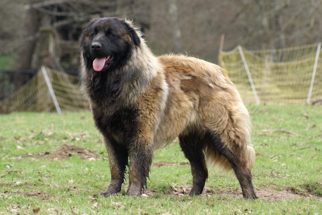 Perro de montaña de la Sierra de la Estrela: historia