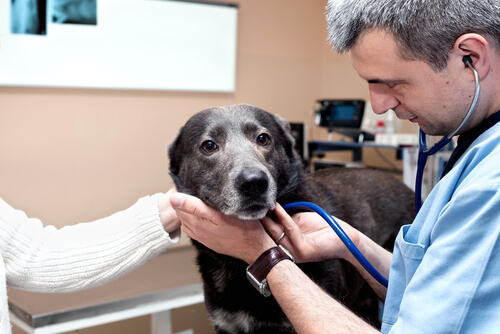 Tumores de mastocitos caninos ¿Cómo tratarlos?