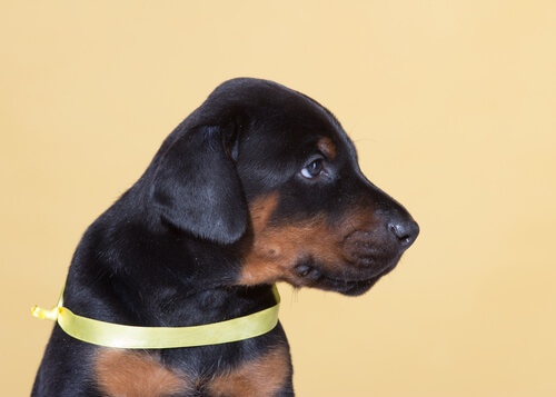 La iniciativa del lazo amarillo permite a tu perro tener su espacio La iniciativa del lazo amarillo permite a tu perro tener su espacio