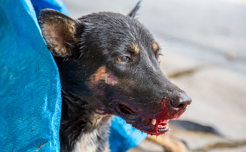 protesta Plisado capturar Qué hacer si tu perro tose sangre - Mis Animales