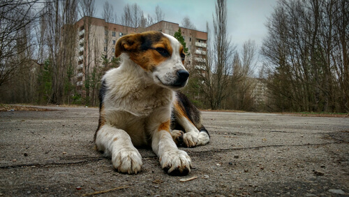 Perros abandonados de Chernobyl
