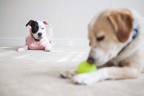 Perros celosos de otros perros