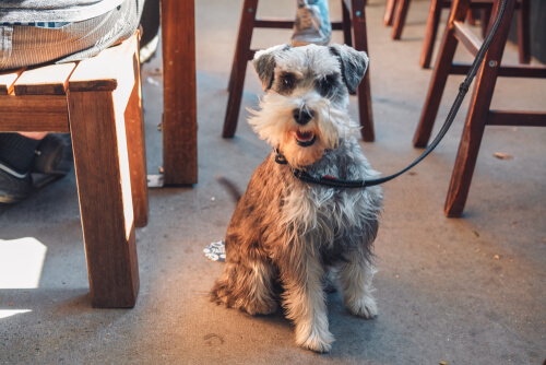 Perros en bares y restaurantes
