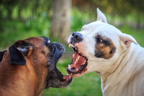 Perros se pelean