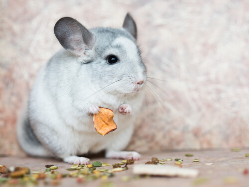 Pienso para chinchillas