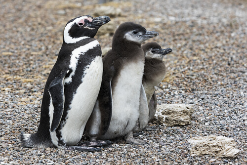Pingüino patagónico