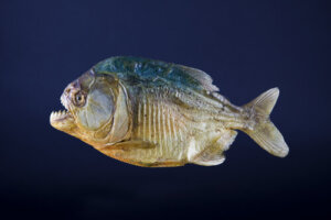 5 animales más voraces