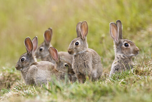 Plaga de conejos en Australia: cómo se dio el fenómeno