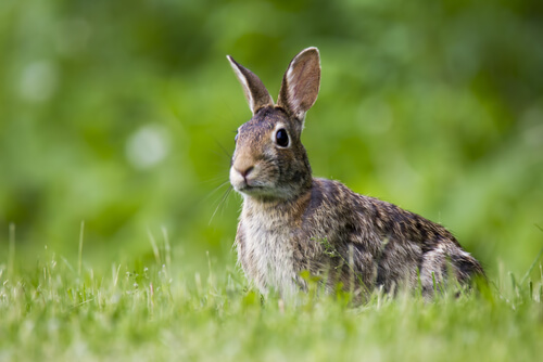 Plaga de conejos en Australia: consecuencias económicas