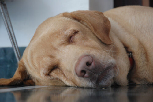 Posturas de descanso: cómo duerme tu perro