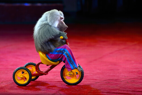 Maltrato animal: un mono con ropa no es gracioso