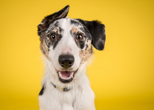 Proyecto perro amarillo