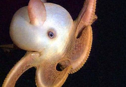 Pulpo Dumbo o Grimpoteuthis