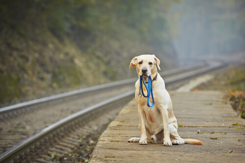 Qué hacer con un perro abandonado