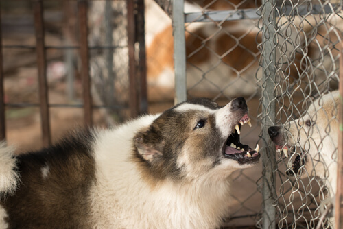 Qué hacer con un perro violento