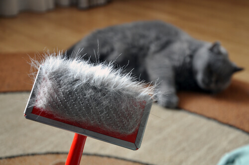 Los peligros de la muda de pelo en gatos