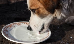 Bebidas saludables para tu perro