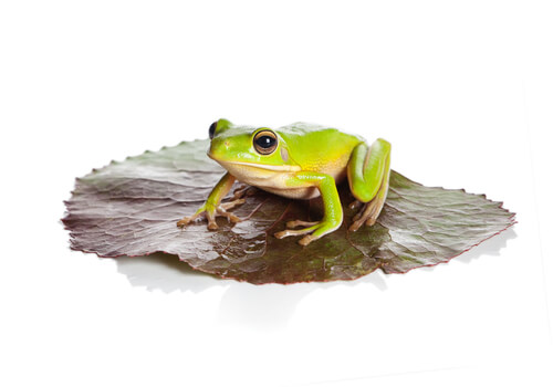 Ranas y sapos: cómo se reproducen