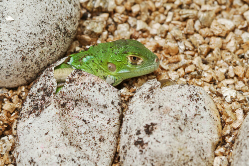 Reproducción de la iguana