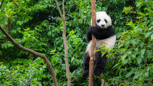 Reserva para el oso panda en CHina