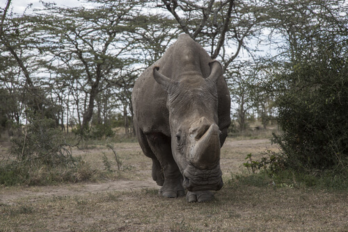 Rinoceronte blanco del norte: Sudán