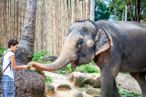 Santuario de elefantes de Tailandia