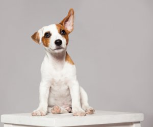 ¿Qué significan los movimientos de orejas de tu perro?
