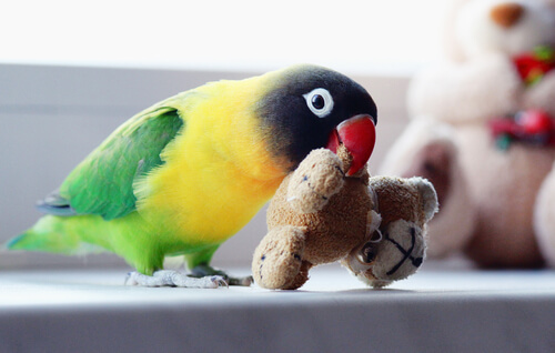 Tener a un agaporni como mascota