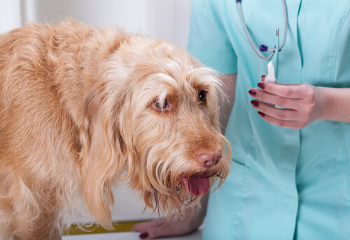 Termómetro rectal para perros