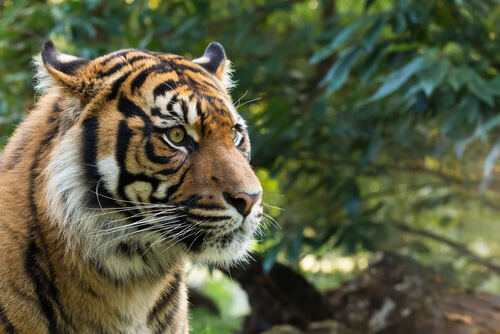 Tigre de Sumatra: hábitat
