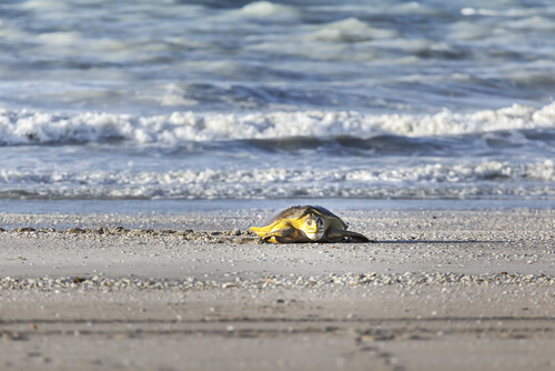 Une tortue de mer vit à la plage.