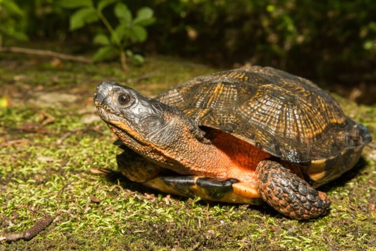 ¿Cómo sé si mi tortuga está hibernando o muerta?