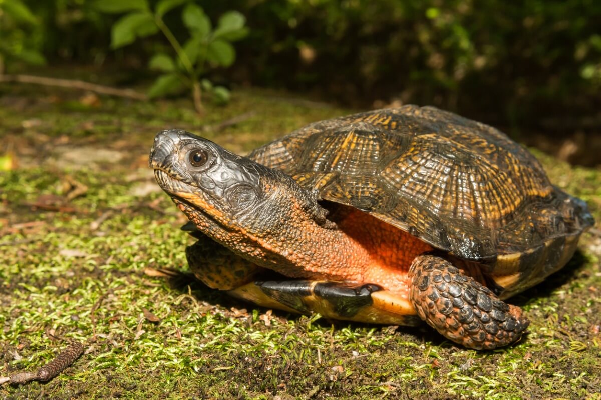 La tortuga de bosque es una de las tortugas domésticas. 