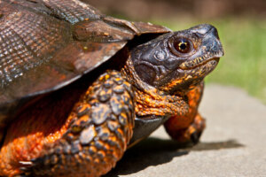 10 tipos de tortugas domésticas