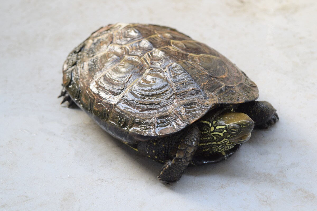 Uno de los tipos de tortugas domésticas.