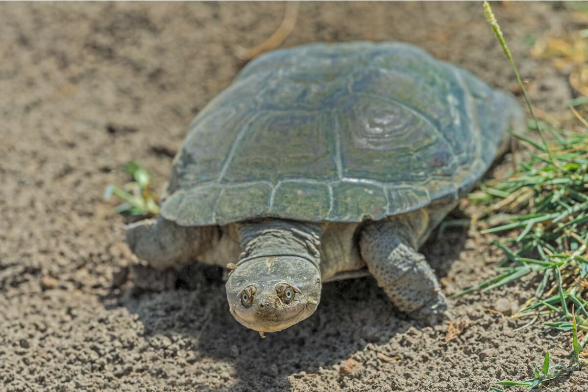 Uno de los tipos de tortugas domésticas.